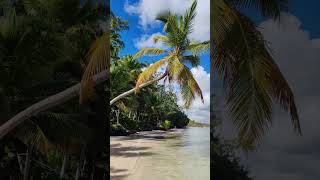 🇩🇴 Bavaro Beach Punta Cana Dominican Rep 🌴 nature relaxing birds naturelovers waterfallsounds [upl. by Aicilla264]