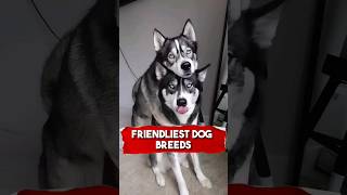 Top 10 friendliest dog breeds [upl. by Wilt]