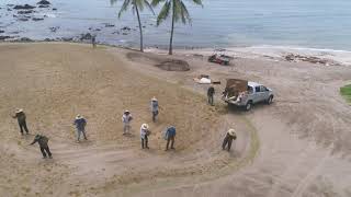 Pacifico Restoration Progress  July Sprigging on Greens [upl. by Wilt641]