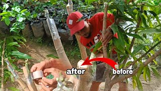 Top work Grafting techniques Mango change variety over growth Mango tree [upl. by Lyrej33]