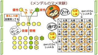 生物遺伝１話「遺伝の法則」ｂｙWEB玉塾 [upl. by Beaufert]