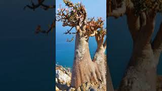 Socotra Island  Ek Anokha Jahan  shorts socotra island yamen travel visit viral [upl. by Neeven301]