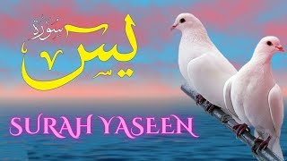 Surah Yaseen سوره يٰسٓ Daily For ❤Heart Store House Shop Rizq Relax Peaceful and Peace of Mind [upl. by Killie]