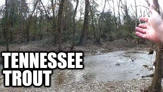 Stocked Rainbow Trout Fishing in Tennessee  Trout Fishing in Winter [upl. by Marybelle]