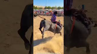 10000 Bull Jumping Challenge FactsMine 😱 shorts [upl. by Glasgo]