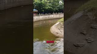 OrangUtan Rettung Held springt ins Wasser [upl. by Trinity]