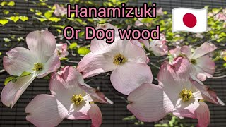 Short Hanamizuki Blossom Dogwood flower Japan Living [upl. by Mou711]