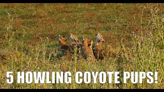 5 Coyote Pups Howling [upl. by Fia585]