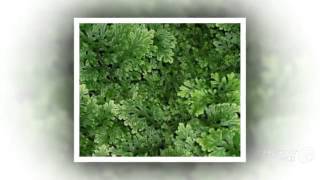 Selaginella  garden plants [upl. by Halsy]