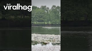 Deer Swim Across Lake  ViralHog [upl. by Bautista]