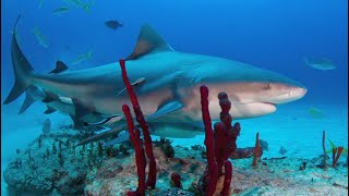 110421 Epic Shark Expedition Trip Video [upl. by Ecnadnac775]