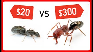 20 vs 300 Queen Ant [upl. by Ellahcim]