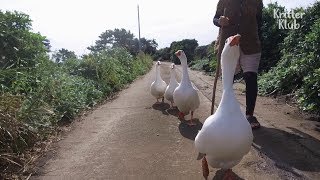 The Four Loyal Geese On Guard For A Grandmother  Kritter Klub [upl. by Malinin]