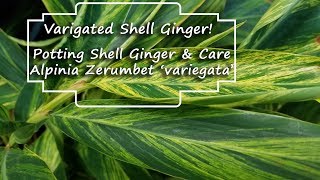 Potting Variegated Shell Ginger amp Plant Chat  Alpinia Zerumbet Variegata [upl. by Ellivnarg]