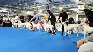 Dogo Argentino Exposición EDS 2018 Kennel Bravoure Blanche [upl. by Claudianus]