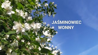 Jaśminowiec wonny  przepis na wino i nalewkę [upl. by Susanna721]