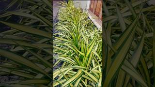 Pandanus plant shortsvideo plants [upl. by Mosier]