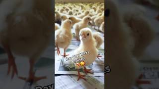 Lohmann Brown Male Day Old Chicks Available Now [upl. by Theurich]