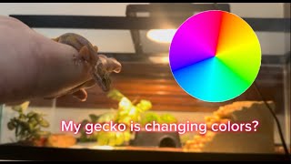 My Gecko is CHANGING COLORS [upl. by Ellswerth]