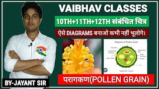 परागकण की संरचना कैसे बनाएं Structure of pollen grainImportant Diagram pollen grain [upl. by Yemirej]