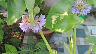 जलकुंभी मेरे बगीचे का नया फूलHyacinth the new flower in my garden [upl. by Yorle899]