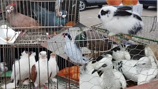 Rynek Targ Ostrołęka 🕊🐓🦃🐤🦆🐇 gołębie kury kaczki gęsi bażanty króliki indyki perliki pawie [upl. by Esekram]