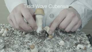 Tidal Wave Mushrooms  The Best New Cubensis Strain  Strain Overview Ep 1 [upl. by Remmer996]