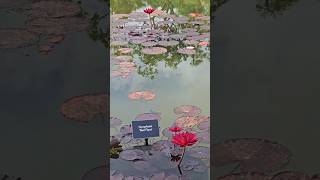 Water lily RedFlare Nymphaea [upl. by Dasa]