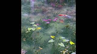 Monet’s Pond in Japan A Natural Masterpiece of Color [upl. by Ahsya]