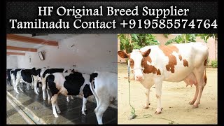 Cow For SaleHF Original Breed Supplier Tamilnadu Contact 919585574764 [upl. by Amitak]