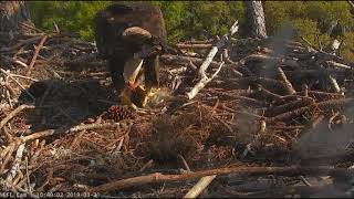 AEF NEFL Eagle Cam 32119 Samson Brings a Squirrel for Lunch to the Nest [upl. by Peddada]