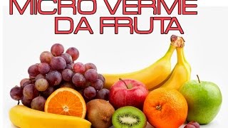 MICRO VERME DA FRUTA HOBISTA PT 12 [upl. by Dan]