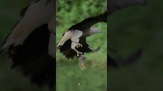 Greyheaded fish eagle got a quite big fish on Oct 4th [upl. by Ainolopa]