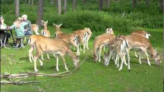 Herten en Reeén in Naturwildpark Granat [upl. by Asirret794]