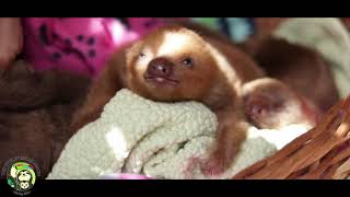 Toucan Rescue Ranch San Jose Costa Rica Advert feat Baby Sloths [upl. by Merrie57]