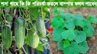 শশা চাষ। শশা চাষ পদ্ধতি। শশা চাষের পরিচর্যা [upl. by Guyon]