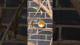 European robin with asymmetrical eyes • [upl. by Prussian4]