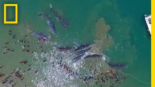 Watch a Rescue Effort to Save 10 Stranded Whales  National Geographic [upl. by Donahoe]