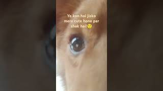 Lets capture myself tamilmusic cutepopularbeats cute doglover dogshorts shorts popular [upl. by Alimak575]