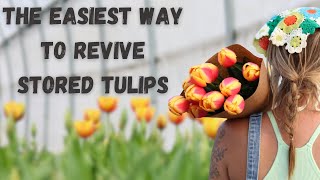 The EASIEST Way to Revive Stored Tulips  Whispering Willow Farm [upl. by Aizahs]