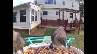 Brown Headed Cowbird bullies Field Sparrow [upl. by Rycca]