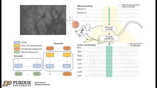 BCI Award 2023 NominationOvercoming the Limitation of Low Sampling Rate for Decoding Limb Movements [upl. by Kittie]