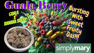 Trying Simply Mary Guala Berry THCa Flower  Berries amp Bananas [upl. by Namlak604]