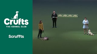 SCRUFFTS WINNER  ​Crufts 2022 [upl. by Nnodnarb272]