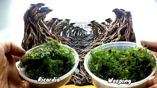 How to Install Moss Aquascape  Planting Moss  Bucephalandra [upl. by Enitsenre]