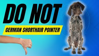 7 Reasons You Should NOT Get A German Shorthair Pointer [upl. by Crockett773]