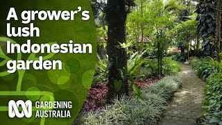 A growers lush garden full of native Indonesian plants  Indonesia Special  Gardening Australia [upl. by Fortier147]