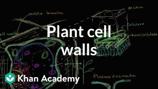 Plant cell walls  Structure of a cell  Biology  Khan Academy [upl. by Ahsitniuq]