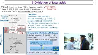 Locomotor Biochemistry  Fatty Acid BOxidation and Ketolysis [upl. by Nnaid994]