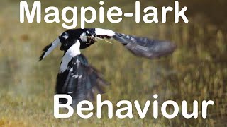 Magpielark behaviour [upl. by Llegna]